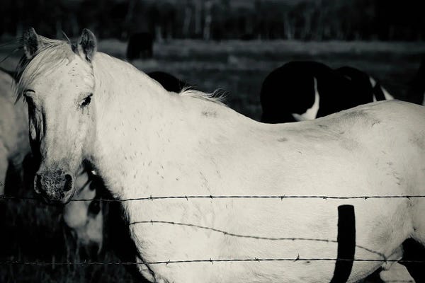 Susan Vizvary: Single Horse In Black And White by Susan Vizvary
