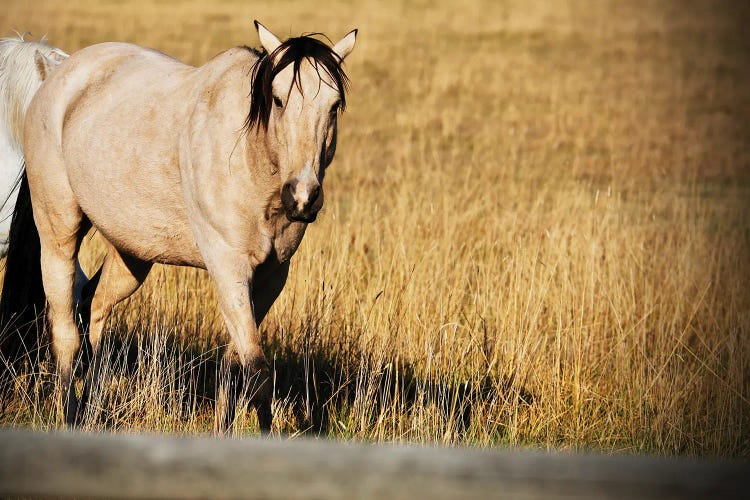 Single Tan Horse