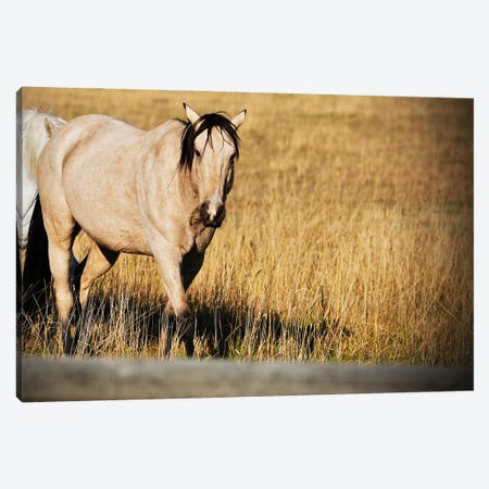 Single Tan Horse Canvas Print #SUV376} by Susan Vizvary Canvas Art