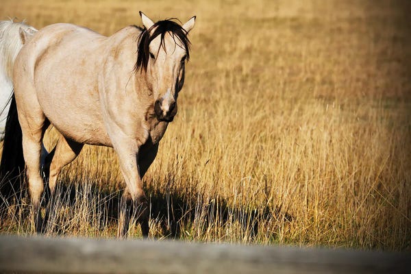 Susan Vizvary: Single Tan Horse by Susan Vizvary