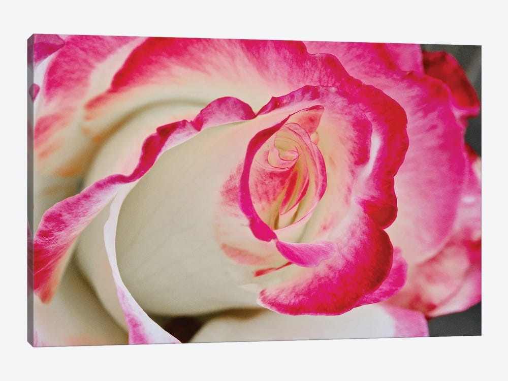 Swirled Rose Close Up by Susan Vizvary 1-piece Canvas Artwork