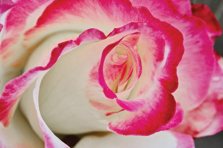 Swirled Rose Close Up