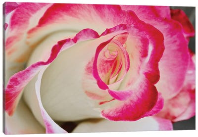 Swirled Rose Close Up Canvas Art Print - Susan Vizvary