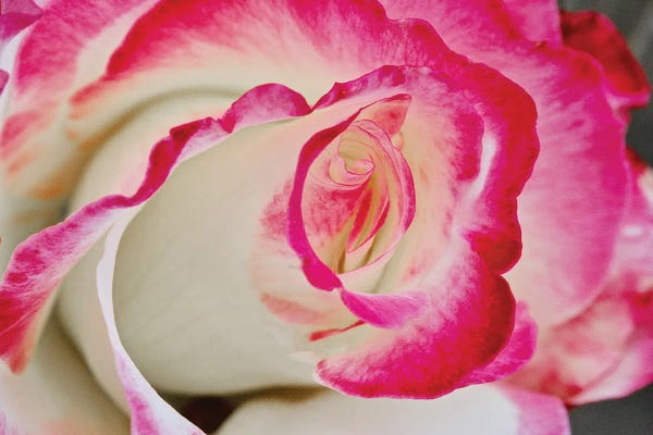 Susan Vizvary: Swirled Rose Close Up by Susan Vizvary