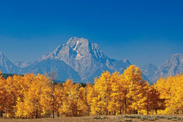 Susan Vizvary: Tetons Yellow Autumn by Susan Vizvary