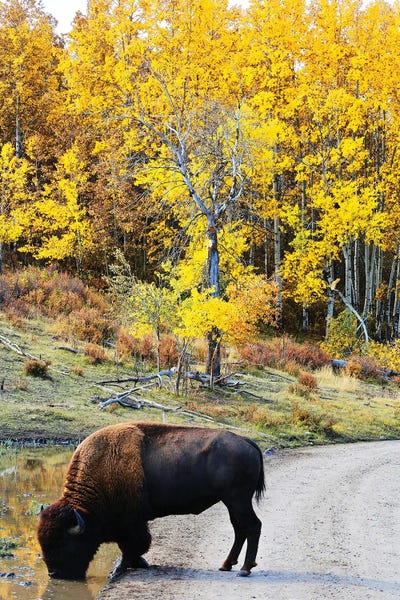 Susan Vizvary: Thirsty Bison by Susan Vizvary