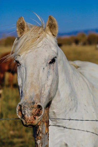 Susan Vizvary: White Beauty I by Susan Vizvary