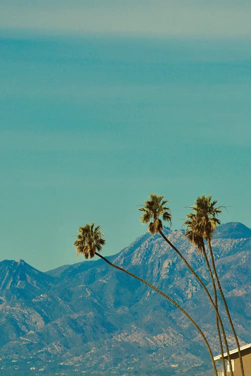 Vintage Palm Trees