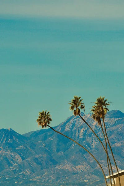 Susan Vizvary: Vintage Palm Trees by Susan Vizvary