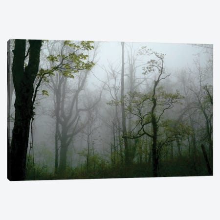 Misty Morning Canvas Print #SUV390} by Susan Vizvary Art Print