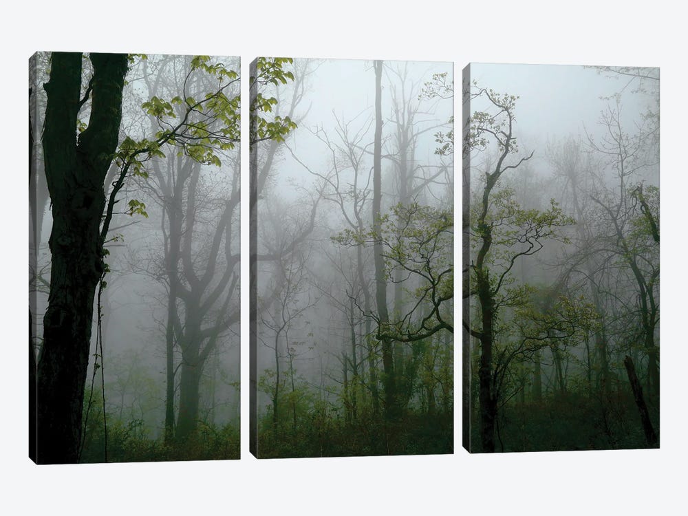 Misty Morning by Susan Vizvary 3-piece Canvas Print
