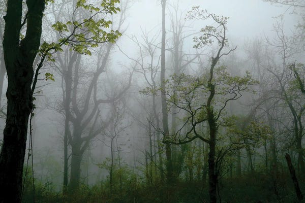 Susan Vizvary: Misty Morning by Susan Vizvary