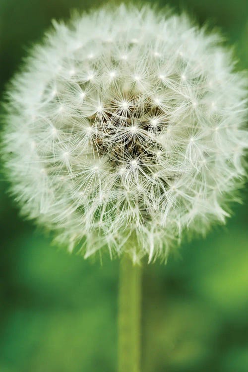 Single Dandelion