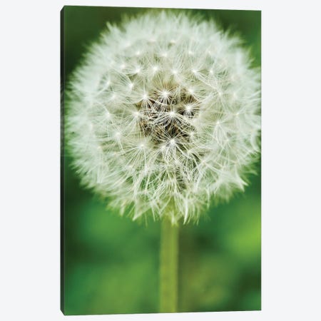 Single Dandelion Canvas Print #SUV391} by Susan Vizvary Canvas Print