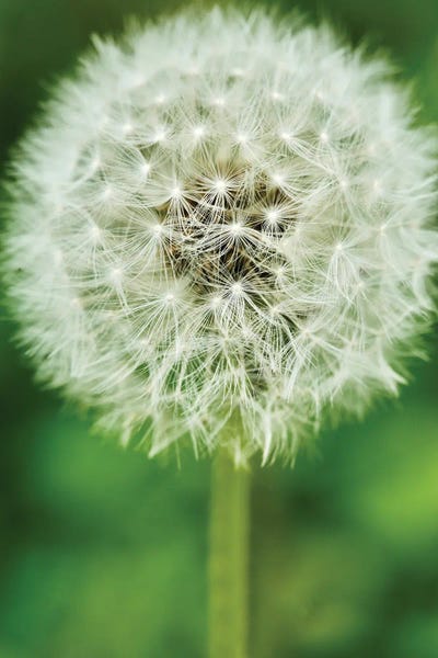 Susan Vizvary: Single Dandelion by Susan Vizvary