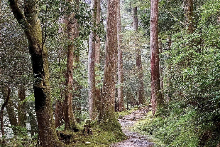 A Walk In The Woods by Susan Vizvary wall art