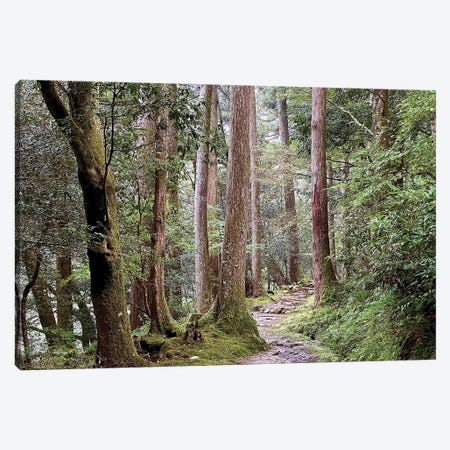 A Walk In The Woods Canvas Print #SUV395} by Susan Vizvary Canvas Art