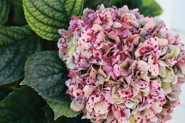 Susan Vizvary: Hydrangea by Susan Vizvary