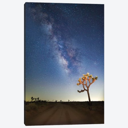 Joshua Tree Milky Way Canvas Print #SUV46} by Susan Vizvary Art Print
