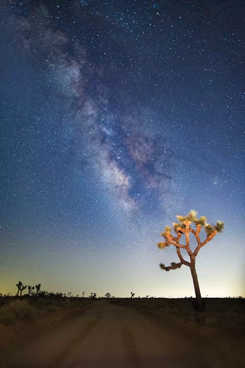 Joshua Tree Milky Way by Susan Vizvary wall art