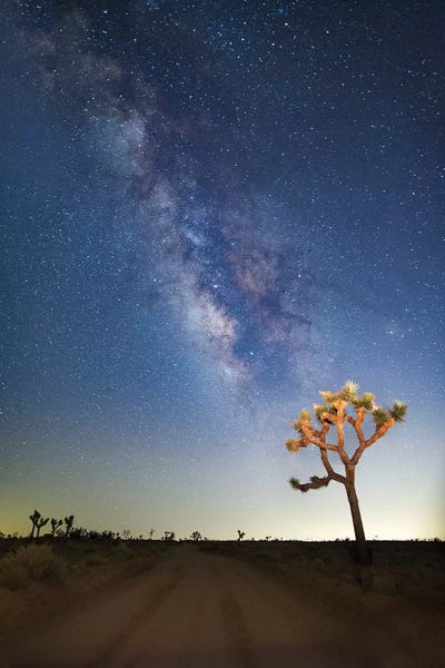 Susan Vizvary: Joshua Tree Milky Way by Susan Vizvary