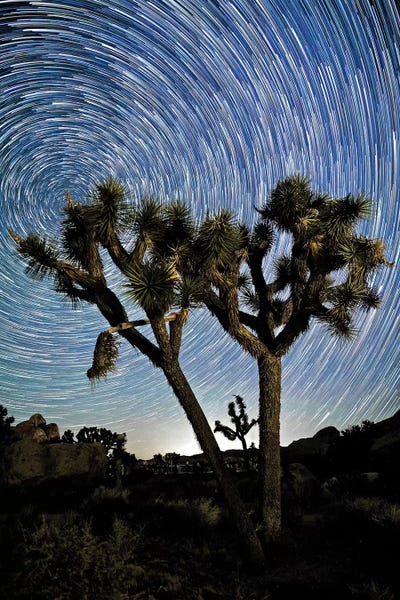 Joshua Tree Star Trails by Susan Vizvary framed canvas print