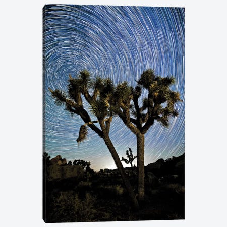 Joshua Tree Star Trails Canvas Print #SUV48} by Susan Vizvary Canvas Art