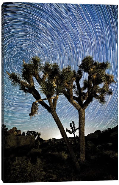 Joshua Tree Star Trails Canvas Art Print - Susan Vizvary