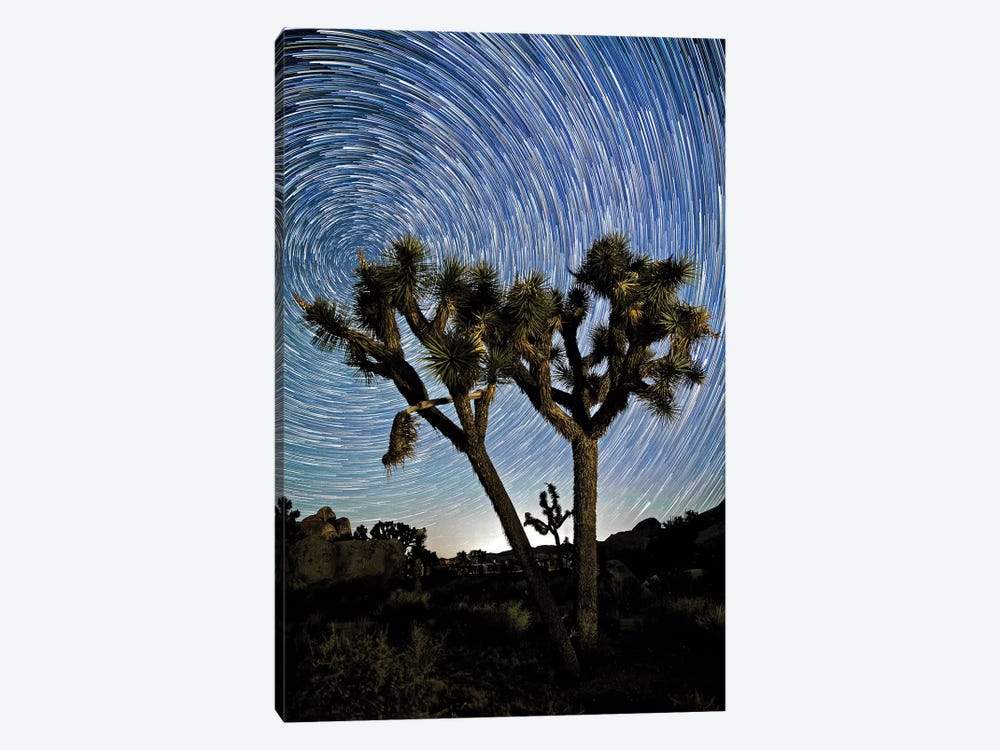 Joshua Tree Star Trails 1-piece Canvas Art Print