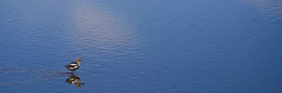 Lone Bird, Owens Lake by Susan Vizvary framed canvas print