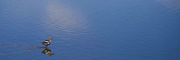 Susan Vizvary: Lone Bird, Owens Lake by Susan Vizvary