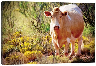 Lone Cow, New Mexico Canvas Art Print - Cow Art