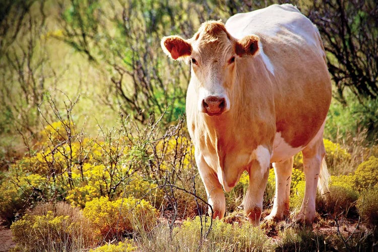 Lone Cow, New Mexico