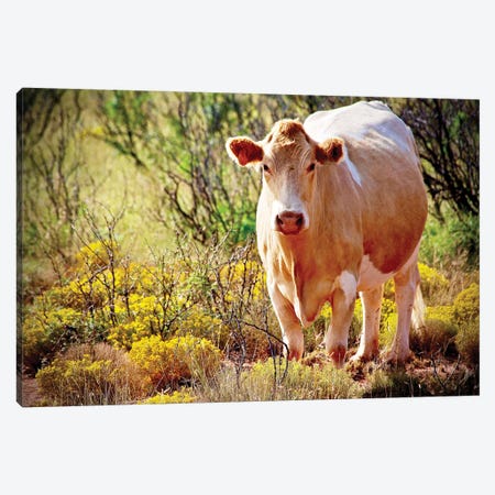 Lone Cow, New Mexico Canvas Print #SUV53} by Susan Vizvary Art Print