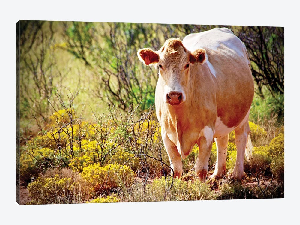 Lone Cow, New Mexico by Susan Vizvary 1-piece Canvas Print