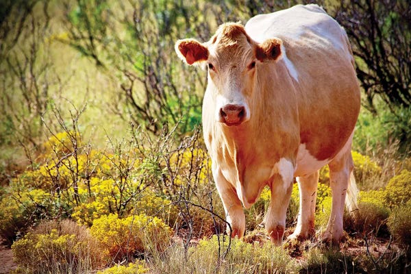 Susan Vizvary: Lone Cow, New Mexico by Susan Vizvary