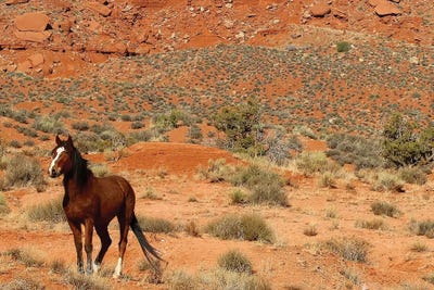 Lone Horse Utah by Susan Vizvary framed canvas print
