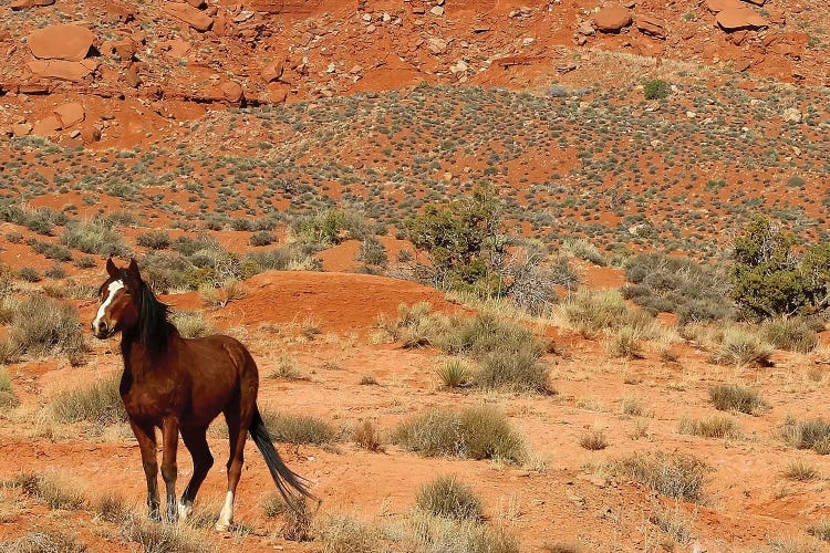 Lone Horse Utah