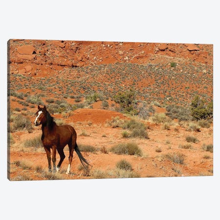 Lone Horse Utah Canvas Print #SUV54} by Susan Vizvary Canvas Art