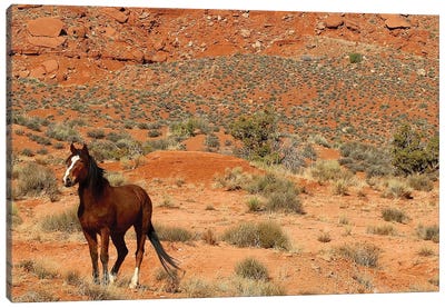 Lone Horse Utah Canvas Art Print - Susan Vizvary