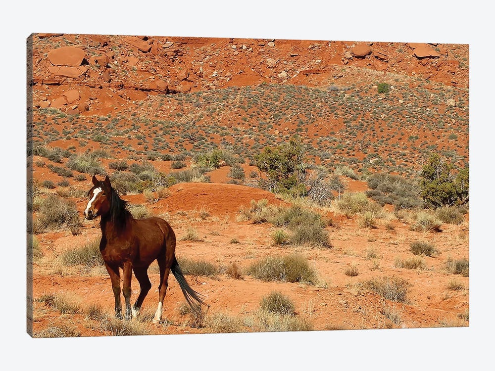 Lone Horse Utah by Susan Vizvary 1-piece Canvas Artwork