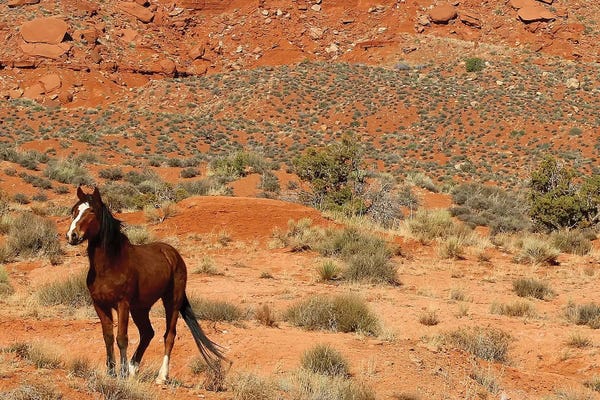 Susan Vizvary: Lone Horse Utah by Susan Vizvary