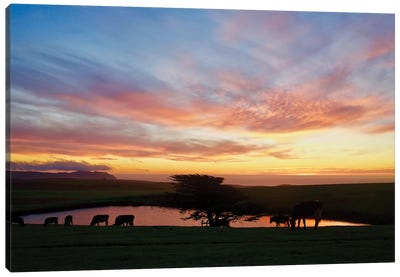 Marin Sunset With Cows Canvas Art Print - Zen Décor