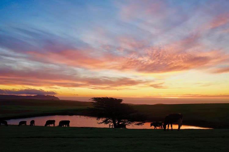 Marin Sunset With Cows by Susan Vizvary wall art