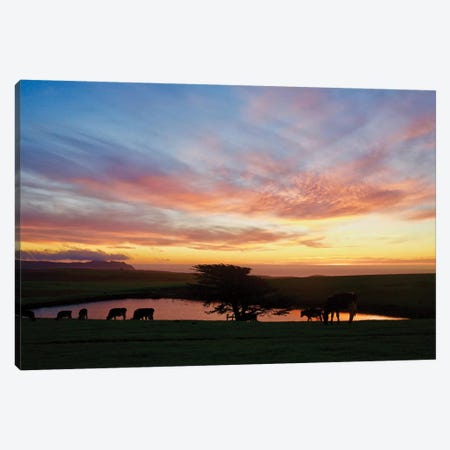 Marin Sunset With Cows Canvas Print #SUV59} by Susan Vizvary Canvas Print