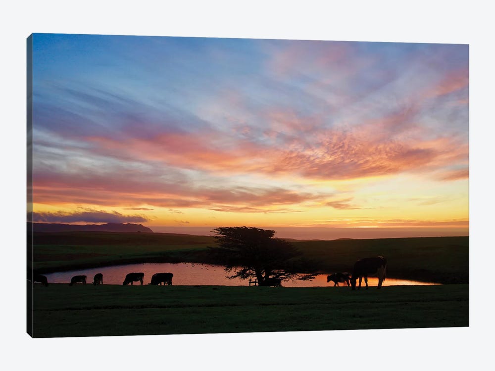 Marin Sunset With Cows by Susan Vizvary 1-piece Canvas Print