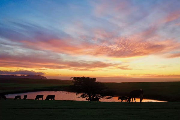 Susan Vizvary: Marin Sunset With Cows by Susan Vizvary