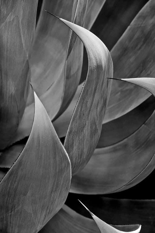 Pasadena Three Leaf Succulant by Susan Vizvary wall art