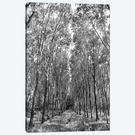 Rubber Trees in Black&White Canvas Print #SUV84} by Susan Vizvary Canvas Art Print