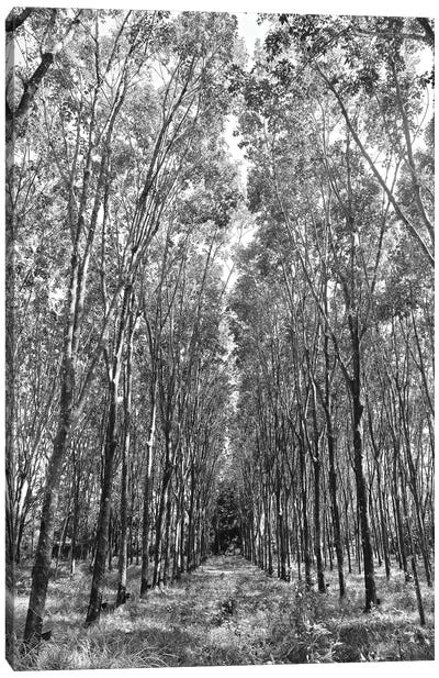 Rubber Trees in Black&White Canvas Art Print - Susan Vizvary